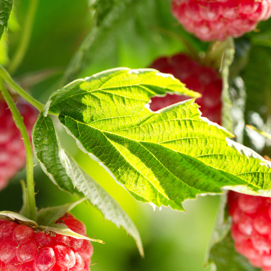 Raspberry Leaf Supports Womens Reproductive Health
