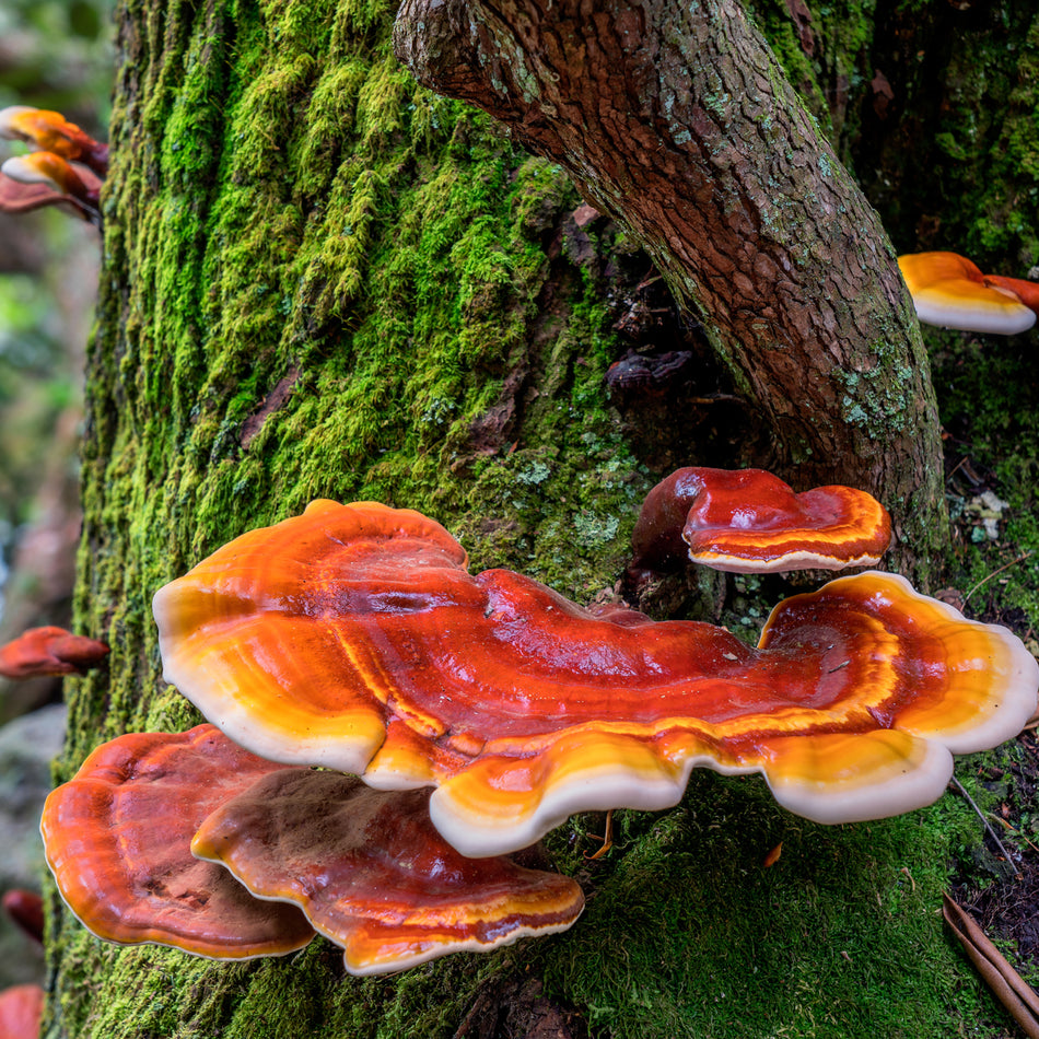 Reishi Mushroom Growing on Tree - Tea Supports Immune System and Stress Relief