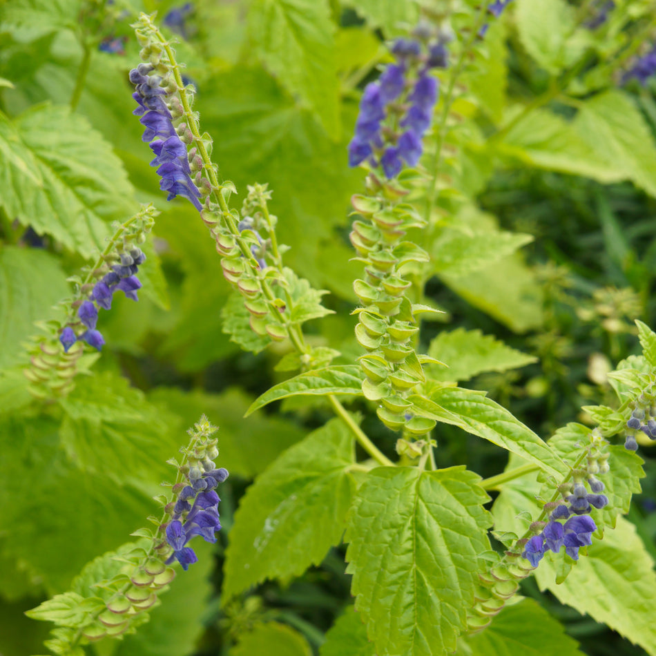 Skullcap