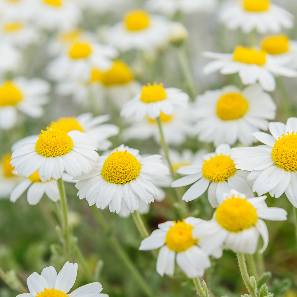 Chamomile Flowers in Field