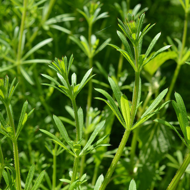Cleavers - Benefits, Folklore, Botany and More | Traditional Medicinals
