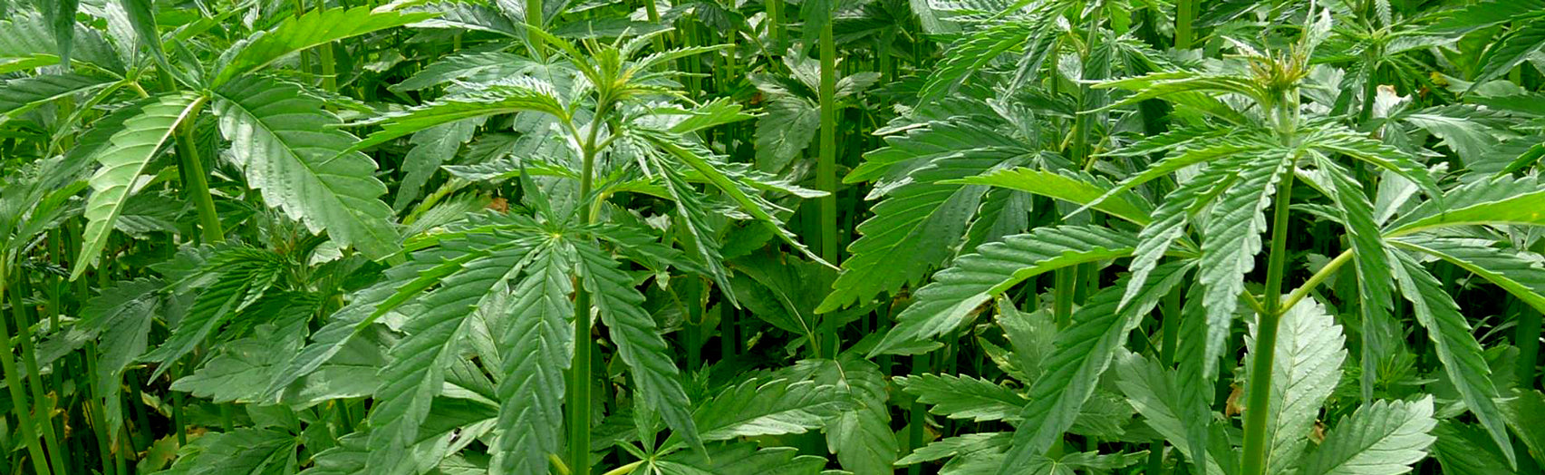 Field of hemp (Cannabis sativa L.) growing outdoors