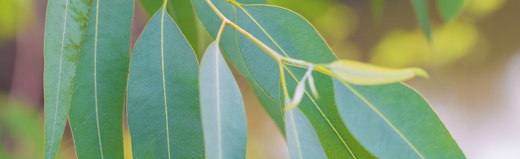 fresh eucalyptus leaves