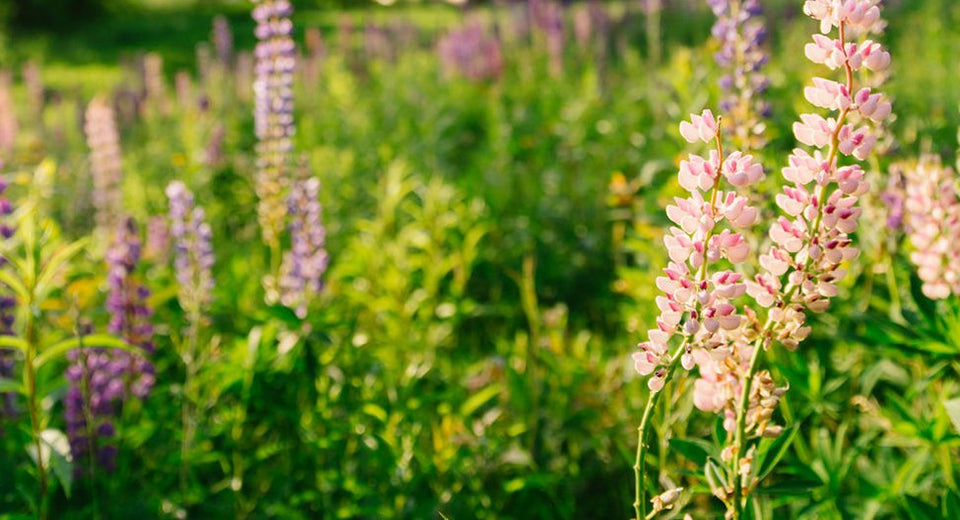 Vermont Lupine wildflowers in summer landscape