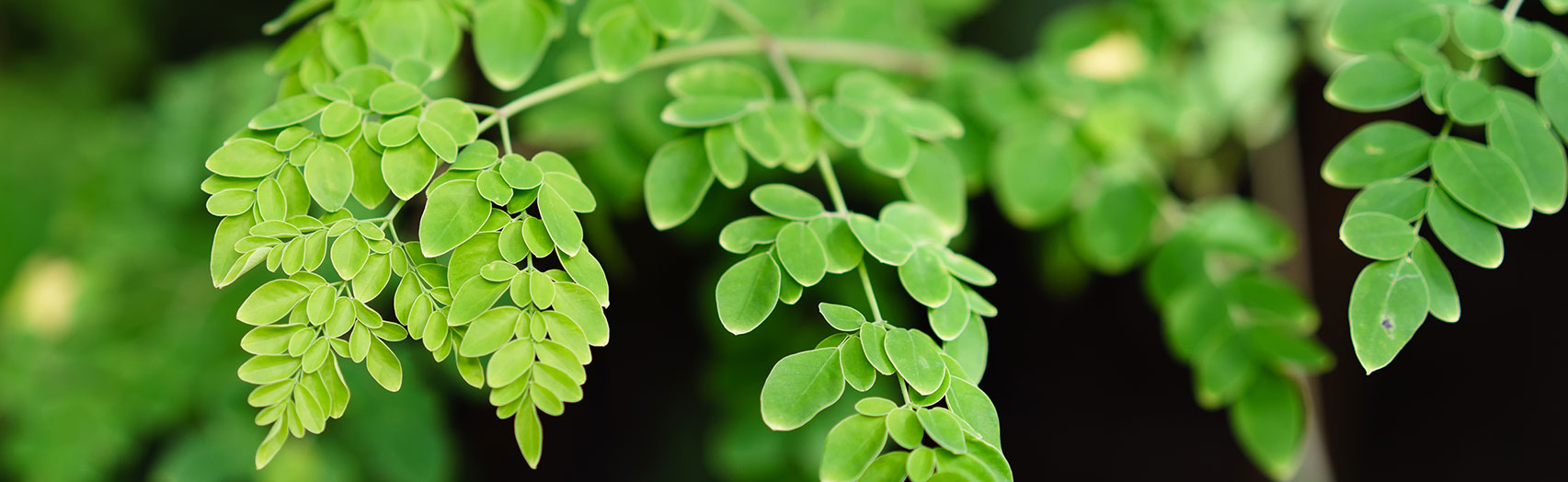 Close up of moringa leaves