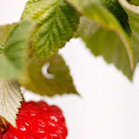 Traditional Medicinals - Raspberry Leaf Tea | Traditional Medicinals
