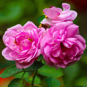 Rose flower
