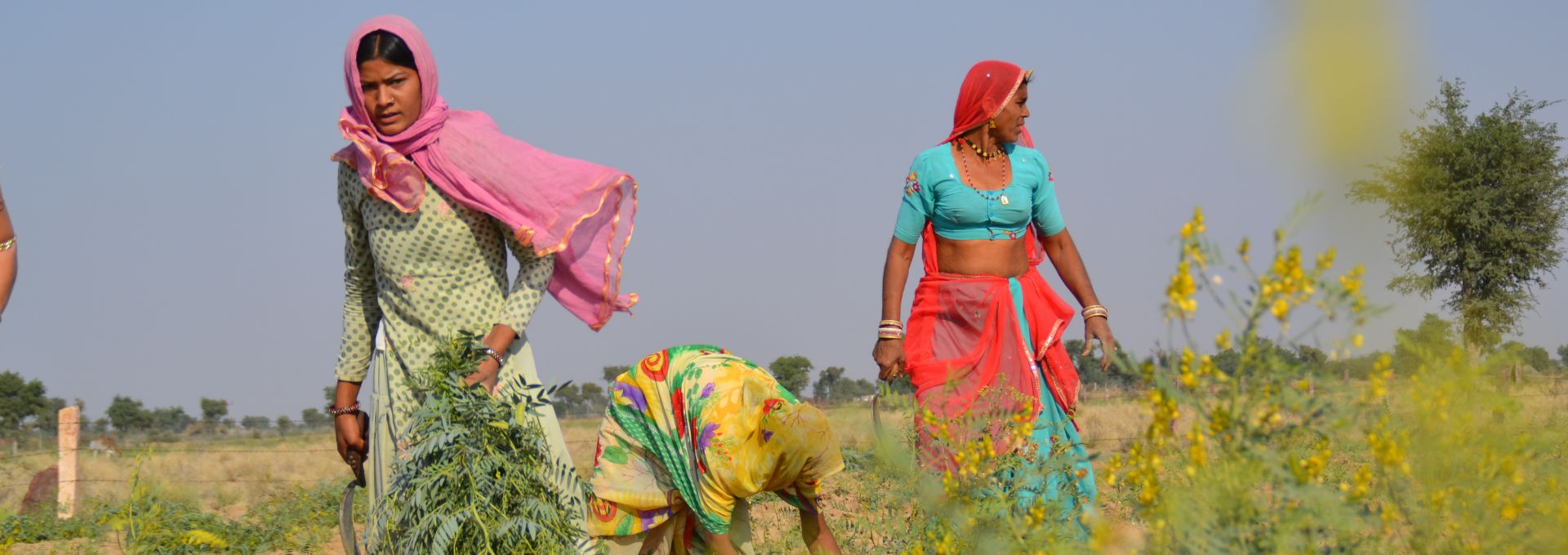 Seeds of Change: Water Solutions in the Thar Desert