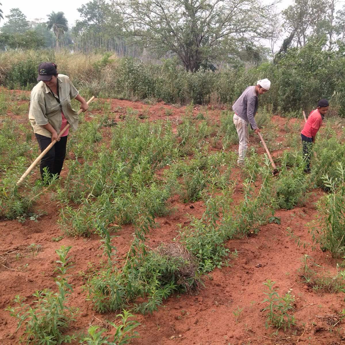 Paraguay: The Lemon Verbena Regenerative Farming Project