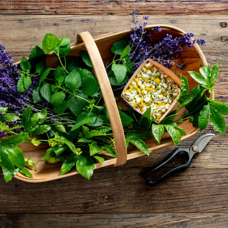 Fresh herbs and flowers with scissors next to it