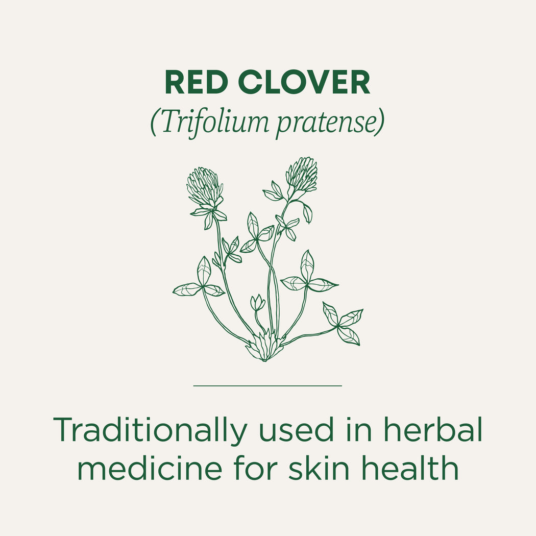 Red Clover Tea Traditional Medicinals Traditional Medicinals